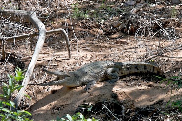 AustraliaAdelaide 10  014